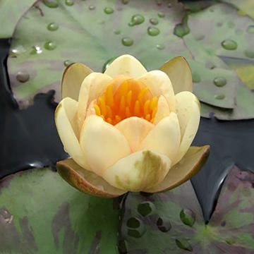 Nymphaea Colonel A.J. Welch - Nénuphar jaune