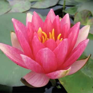 Nymphaea Gypsy - Nénuphar nain rustique rouge