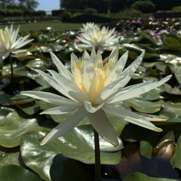 Nymphaea Colonel A.J. Welch - Nénuphar jaune