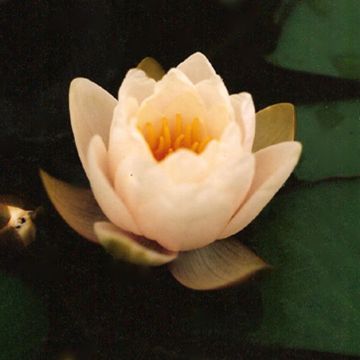 Nymphaea Colonel A.J. Welch - Nénuphar jaune