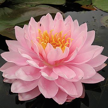 Nymphaea Lily Pons - Nénuphar rustique rose
