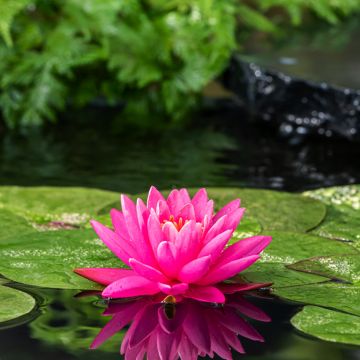 Nymphaea Colonel A.J. Welch - Nénuphar jaune