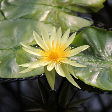 Nymphaea St. Louis Gold - Nénuphar tropical jaune