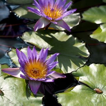 Nymphaea Tina - Nénuphar tropical