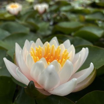Nymphaea Colonel A.J. Welch - Nénuphar jaune