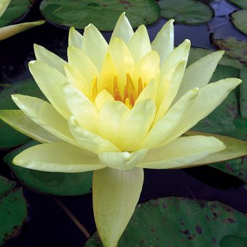 Nymphaea Yellow Enigma - Nénuphar rustique jaune