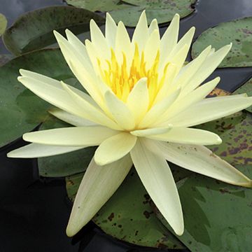 Nymphaea Colonel A.J. Welch - Nénuphar jaune