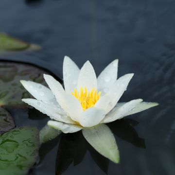 Nymphaea tetragona - Nénuphar nain blanc