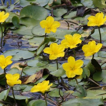 Nymphoides peltata - Limnanthème faux-nénuphar