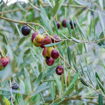 Olivier - Olea europaea pot de 7L 1/4 tige