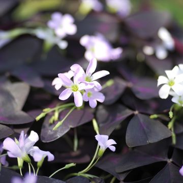 Oxalis triangularis - Trèfle pourpre