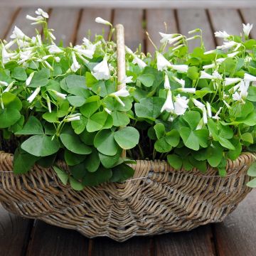 Oxalis triangularis ssp.papilionacea - Oxalis triangulaire