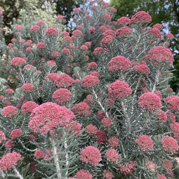 Ozothamnus rosmarinifolius Silver Jubilee - Fleur de riz à feuille de romarin