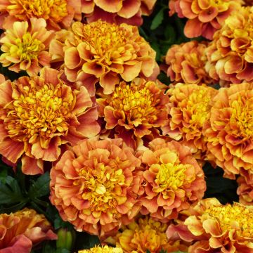 Graines d'Oeillet d'Inde Strawberry Blonde - Tagetes patula