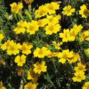 Graines d'Oeillet d’Inde signata Lemon Gem - Tagetes tenuifolia