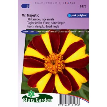 Graines d'Oeillet d’Inde Mr Majestic- Tagetes patula