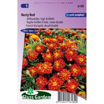 Oeillet d’Inde nain Rusty Red - Tagetes patula nana