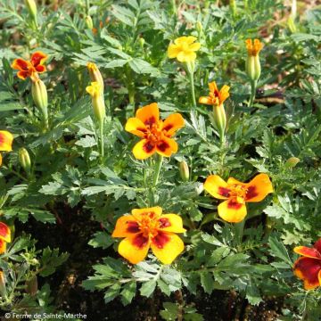 Oeillet d'Inde sauvage ou Tagetes patula Bio - Ferme de Sainte Marthe