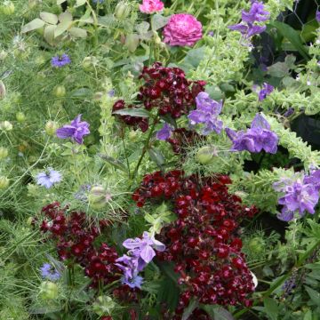 Dianthus barbatus Sooty, Oeillet
