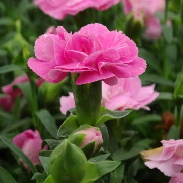 Dianthus barbatus Sooty, Oeillet