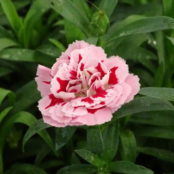 Oeillet double vivace Sunflor Megan - Dianthus hybride