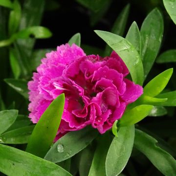 Dianthus barbatus Sooty, Oeillet