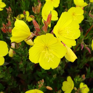 Oenothera fruticosa Hohes Licht - Onagre 