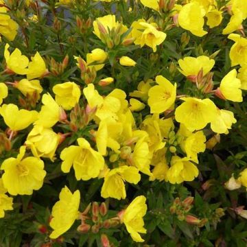 Oenothère Michelle Ploeger - Oenothera fruticosa Michelle Ploeger 