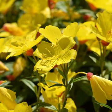 Oenothera fruticosa Sonnenwende - Onagre