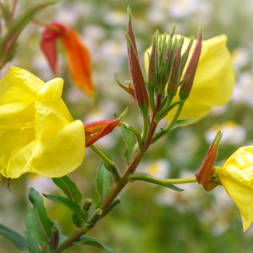 Oenothera glazioviana - Oenothera erythrosepala - Onagre de Lamarck