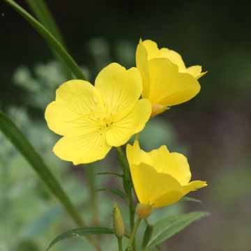 Oenothera missouriensis - Onagre du Missouri