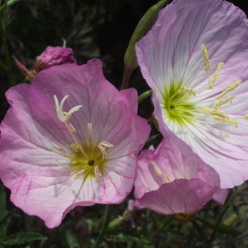 Oenothera speciosa - Oenothère rose