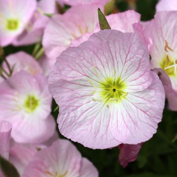 Onagre rose - Oenothere Siskiyou - Oenothera speciosa Siskiyou 