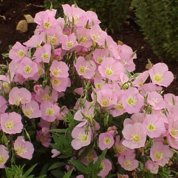Oenothera Odorata Apricot Delight 