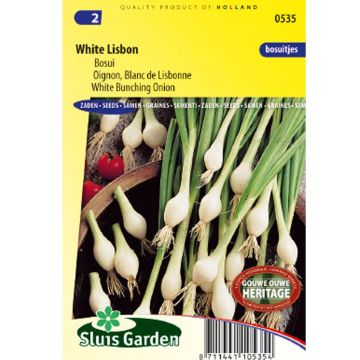 Oignon Blanc de Lisbonne - Allium cepa