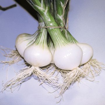 Oignon Blanc Malakoff - Allium cepa