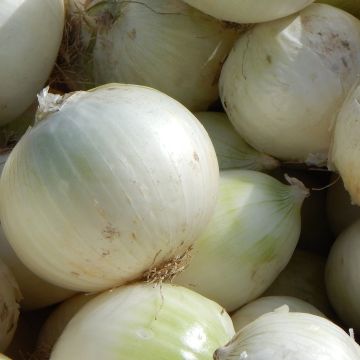 Oignon Blanc de Rebouillon - Allium cepa
