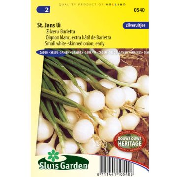 Oignon Blanc extra hâtif de Barletta - Allium cepa 