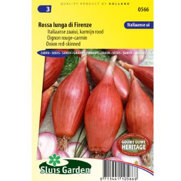 Oignon Rouge long de Florence - Allium cepa