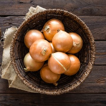 Oignon Santero F1 type Rijnsburger - Allium cepa