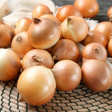 Oignon jaune Lorenzos (Obt. Vilmorin)  - Vilmorin