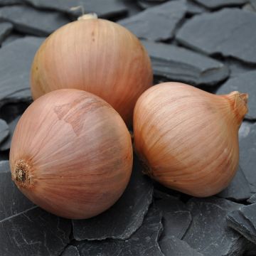 Oignon rosé de Roscoff - Allium Cepa