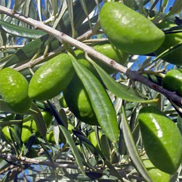 Olivier Lucques - Olea europaea