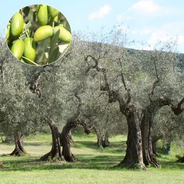 Olivier Picholine - Olea europaea