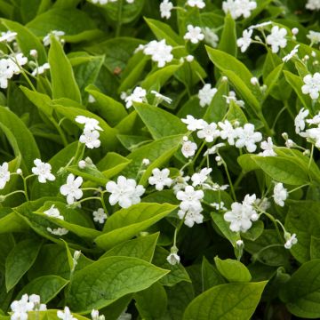 Omphalodes verna Alba - Petite bourrache blanche