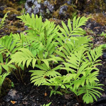 Onoclea sensibilis - Onoclée sensible