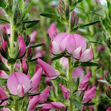 Ononis spinosa - Bugrane épineuse.