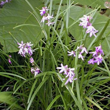 Ophiopogon chingii - Herbe aux turquoises