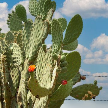 Opuntia Alta - Cactus