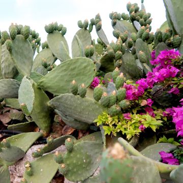 Opuntia anacantha - Oponce